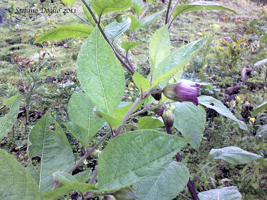 Atropa bella-donna / Belladonna